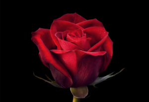 most expensive roses online