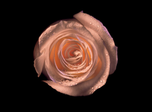 most expensive roses online