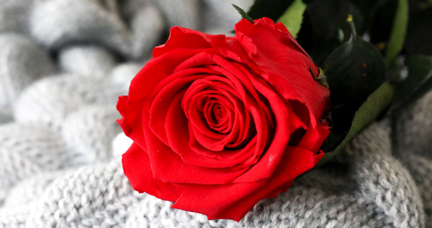 the singular rose